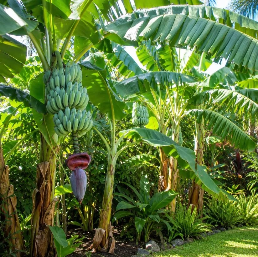 Blue Java Banana Live Plant – 7-9 Inch Starter Tree – Ice Cream Banana – Cold Hardy Tropical Fruit Plant for Indoor & Outdoor - Image 5