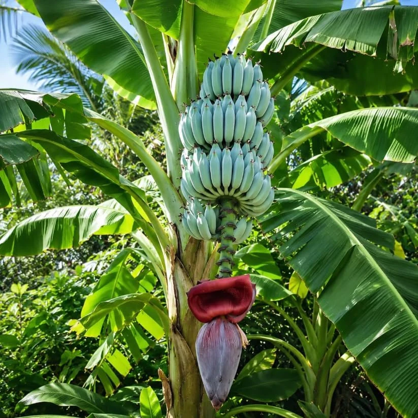 Blue Java Banana Live Plant – 7-9 Inch Starter Tree – Ice Cream Banana – Cold Hardy Tropical Fruit Plant for Indoor & Outdoor - Image 1