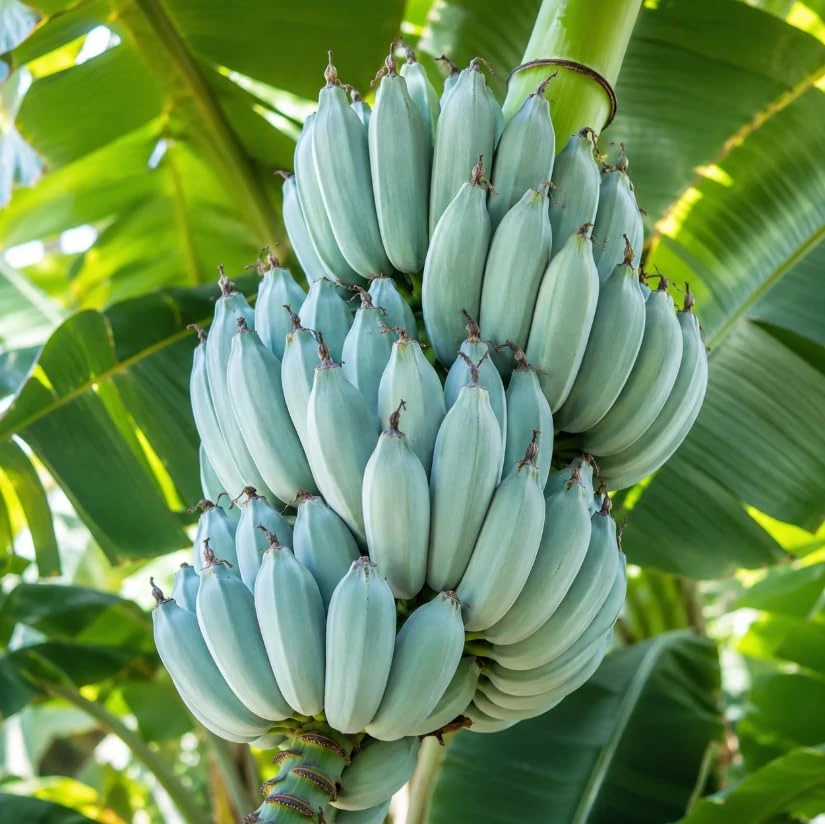 Blue Java Banana Live Plant – 7-9 Inch Starter Tree – Ice Cream Banana – Cold Hardy Tropical Fruit Plant for Indoor & Outdoor - Image 6