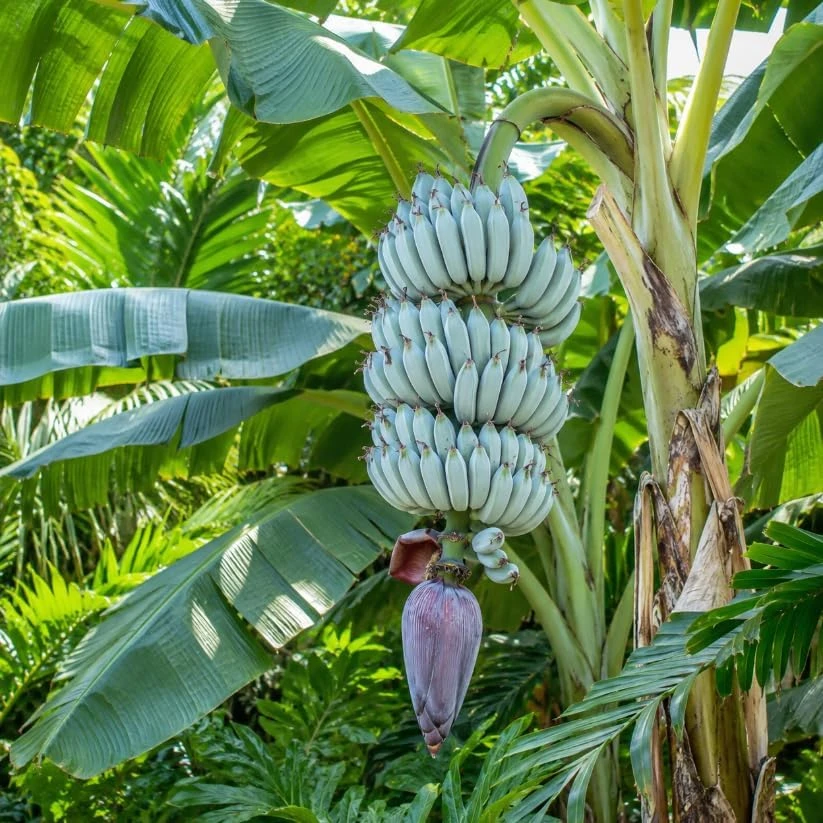 Blue Java Banana Live Plant – 7-9 Inch Starter Tree – Ice Cream Banana – Cold Hardy Tropical Fruit Plant for Indoor & Outdoor - Image 7