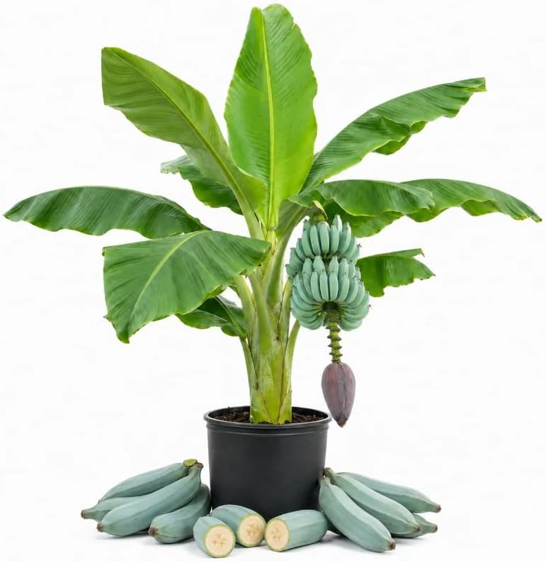 Blue Java Banana Live Plant – Ice Cream Banana Tropical Fruit Tree, 7-9 Inches Tall, Outdoor - Image 1