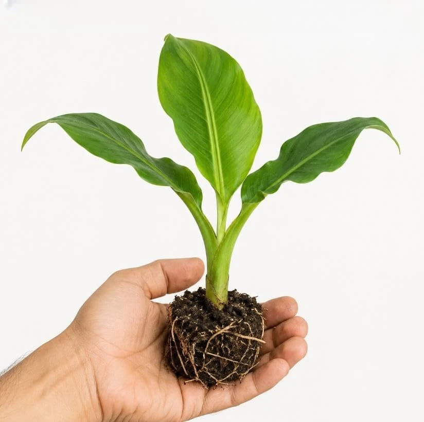 Blue Java Banana Live Plant – Ice Cream Banana Tropical Fruit Tree, 7-9 Inches Tall, Outdoor - Image 3