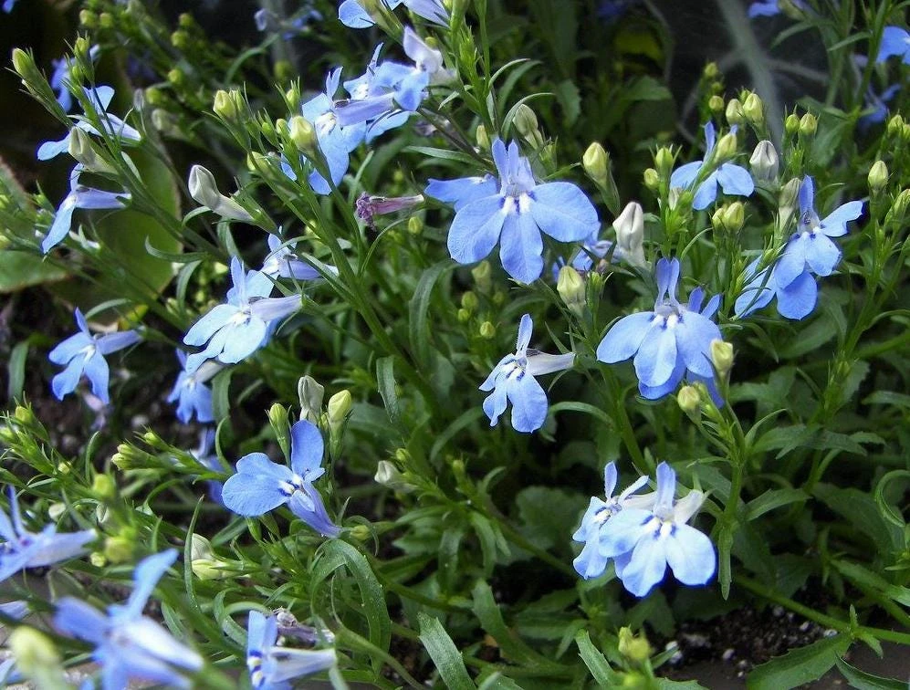 Blue Lobelia Live Plant – 3 inch Pot – Trailing Annual Flower – Vibrant Blue - Image 1