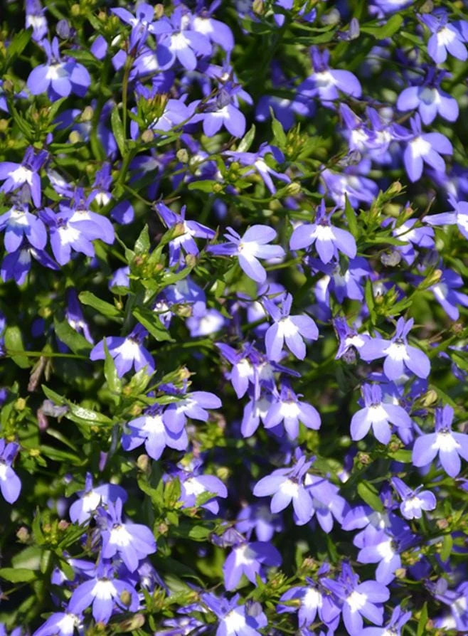 Blue Lobelia Live Plant - 4" Pot, Ornamental Annual, Trailing Flowers - Image 2