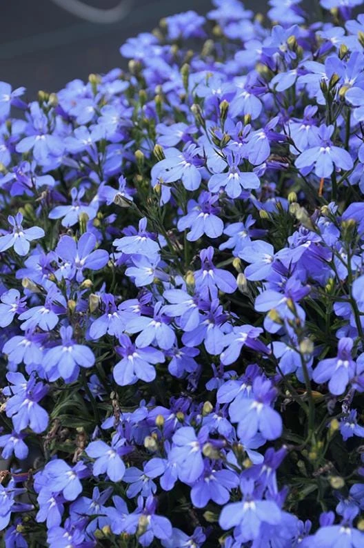 Blue Lobelia Live Plant - 4" Pot, Ornamental Annual, Trailing Flowers - Image 1