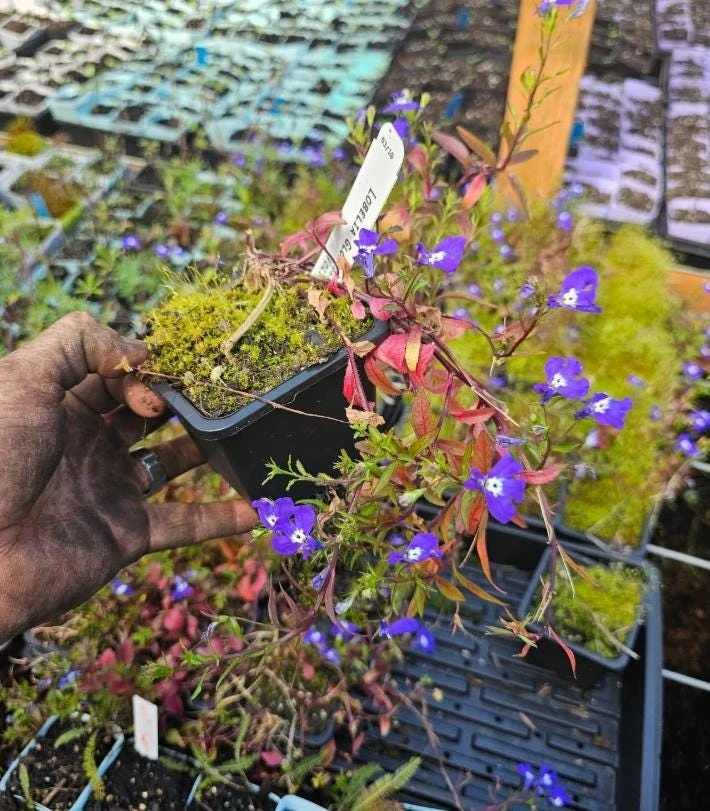 Blue Lobelia Live Plant - 4" Pot, Ornamental Annual, Trailing Flowers - Image 3