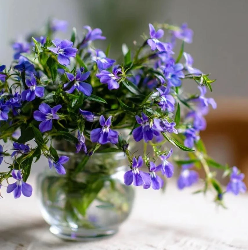 Blue Lobelia Live Plant - 4" Pot, Ornamental Annual, Trailing Flowers - Image 4