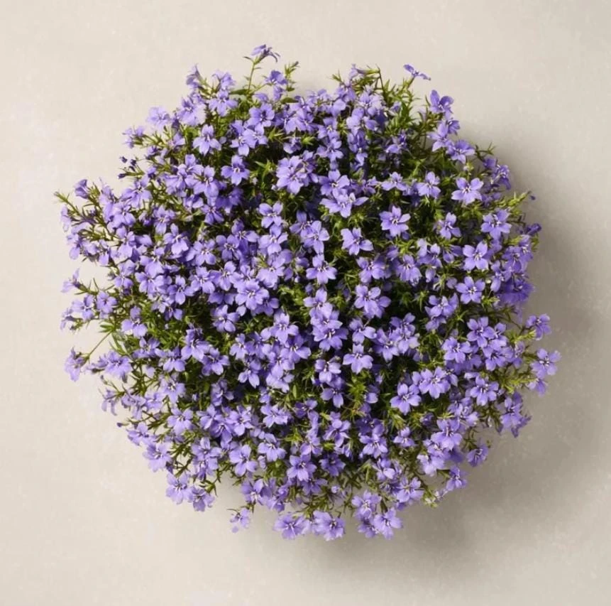 Blue Lobelia Live Plant - 4" Pot, Ornamental Annual, Trailing Flowers - Image 5