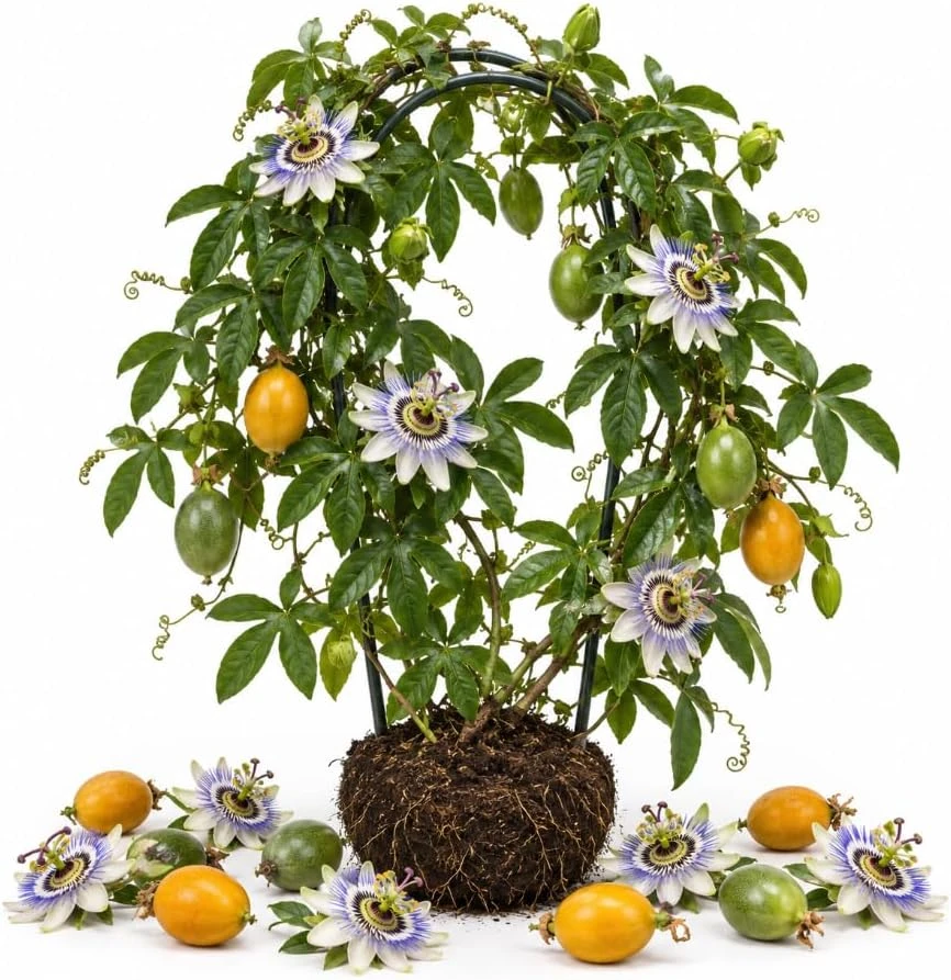 Blue Passion Flower Live Plant, 4-7 Inches Tall, Perennial Climbing Vine - Image 1