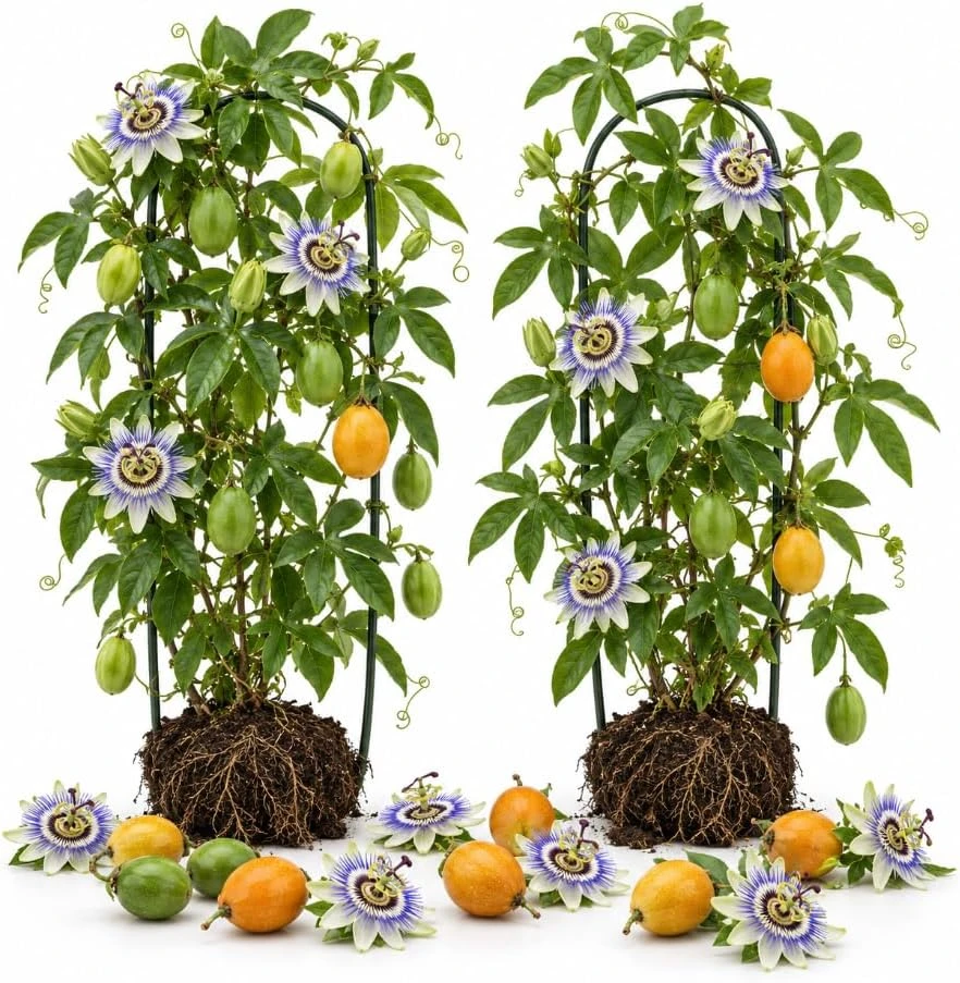 Blue Passion Flower Live Plant, 4-7 Inches Tall, Perennial Climbing Vine - Image 1