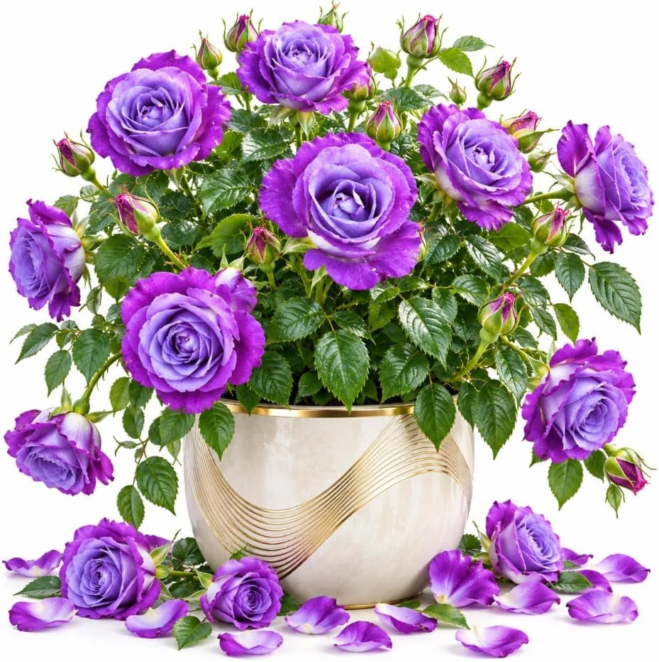 Blue Purple Rose Live Plant - 5-7 Inch Tall, Fragrant, Repeat Blooming Shrub - Image 1