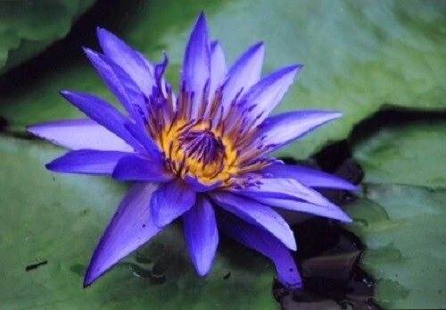Blue Water Lily Seeds - Nymphaea caerulea - 10 Seeds for Aquatic Gardens - Image 2