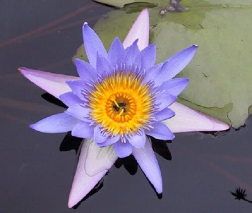 Blue Water Lily Seeds - Nymphaea caerulea - 10 Seeds for Aquatic Gardens - Image 1