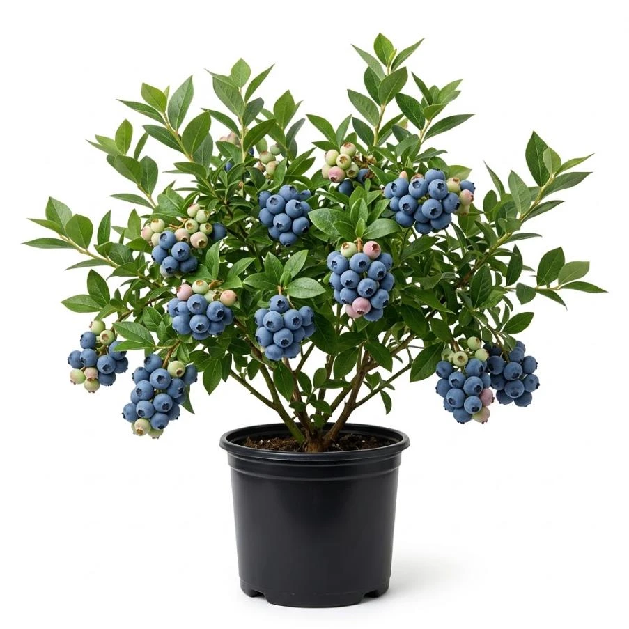 Blueberry Bush Live Plant – Bright Blue Berries – Shrub – 4 inch Pot – Outdoor - Image 1