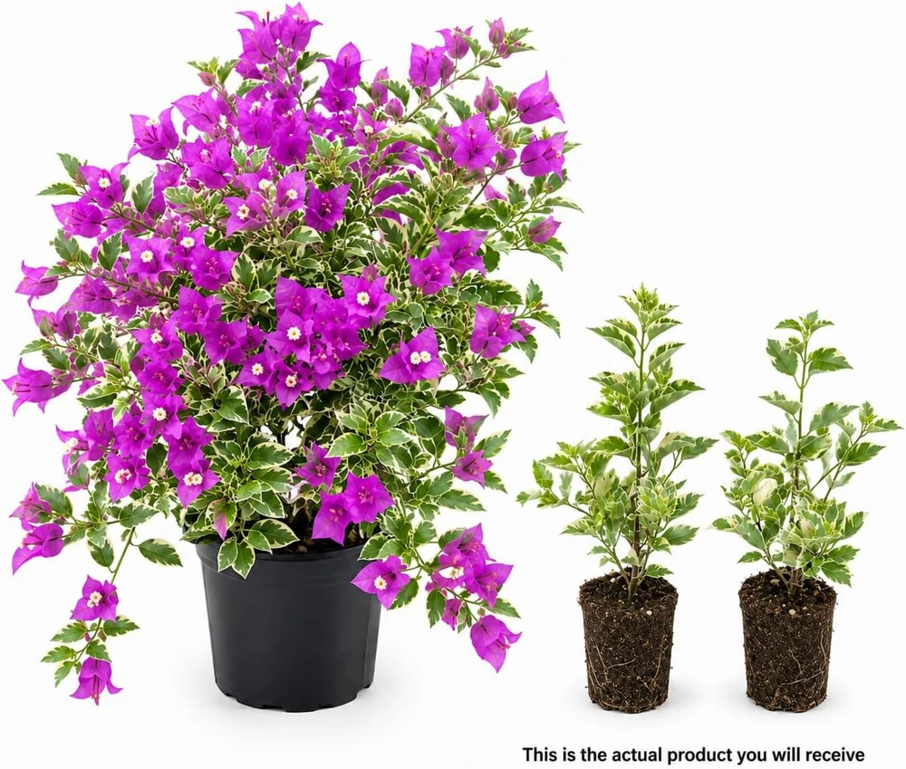 Blueberry Ice Bougainvillea Live Plants - Set of 2, 4-7 Inches Tall, Vine - Image 3