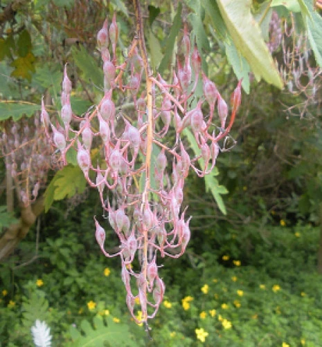 Bocconia arborea Tree Bocconia Seeds - 8 Count - Outdoor Tree Seeds - Image 1