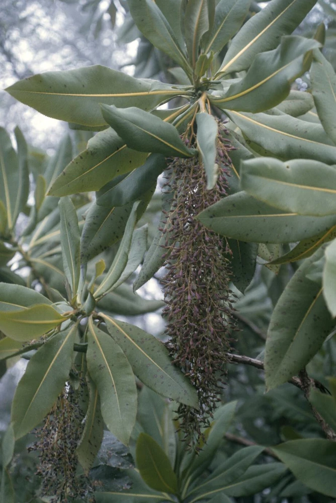 Bocconia Glaucifolia Seeds - 6 Perennial Shrub Seeds - Image 1