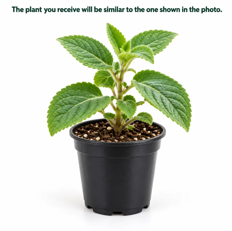 Boldo Live Plant for Planting - 4 Inch Pot - Herbal Plant - Outdoor - Image 2