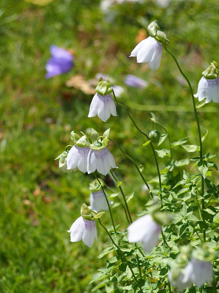 Bonnet Bellflower Seeds – Codonopsis clematidea – 10 Seeds – Perennial Flower - Image 1