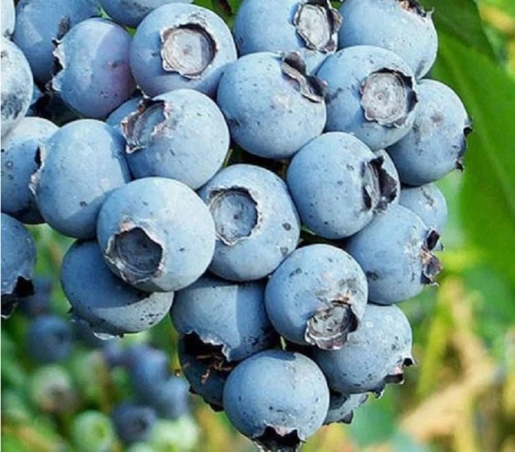 Bonus Blueberry Live Plant - 3 Pack, Extra Large Sweet Berries, USDA Zones 5-8, Full to Part Sun - Image 1