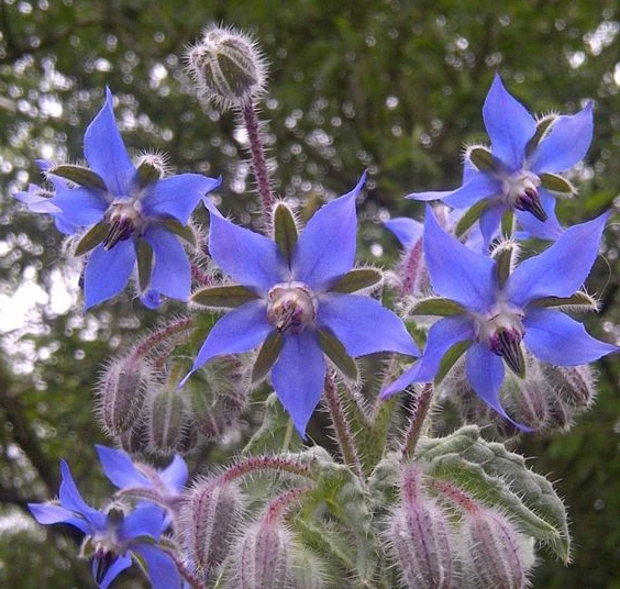 Borago officinalis Borage Blue & White Mix Seeds - 20 Annual Seeds - Image 1