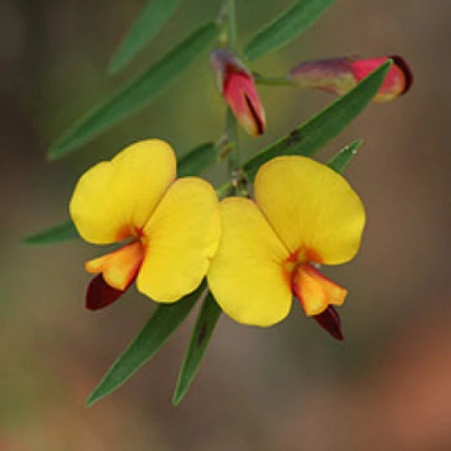Bossiaea aquifolium Water Bush Seeds - 8 Rare Perennial Seeds - Image 2