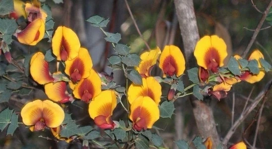 Bossiaea aquifolium Water Bush Seeds - 8 Rare Perennial Seeds - Image 1