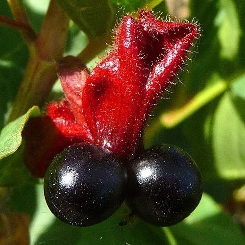 Bracted Honeysuckle Seeds - Lonicera involucrata - 15 Seed Pack - Image 1