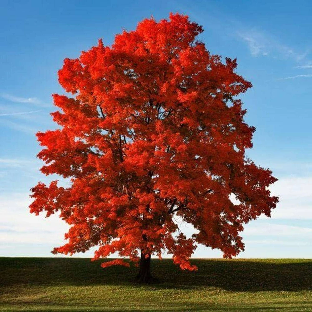 Brandywine Maple Live Tree - 1-2 ft Quart Pot Deciduous Shade Tree - Image 1