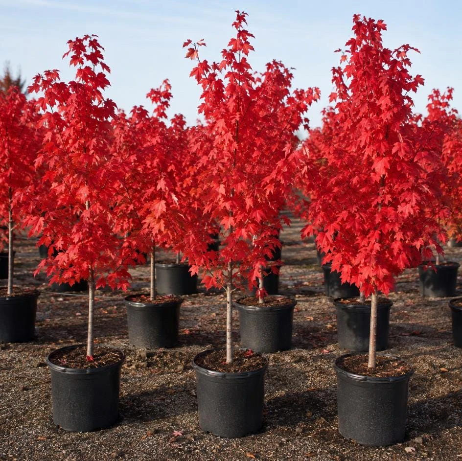 Brandywine Maple Tree Live Plant QT Pot, 10-18" Tall, Brilliant Red Fall Color, Shade Tree - Image 3