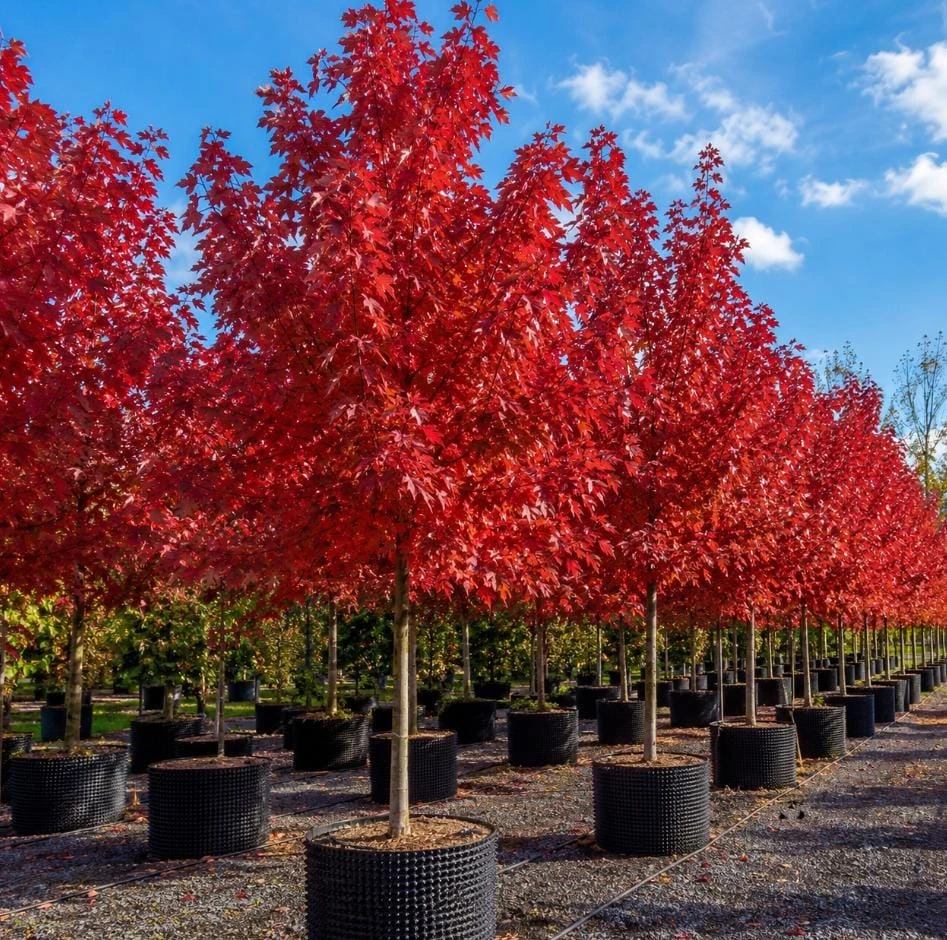Brandywine Maple Tree Live Plant QT Pot, 10-18" Tall, Brilliant Red Fall Color, Shade Tree - Image 1