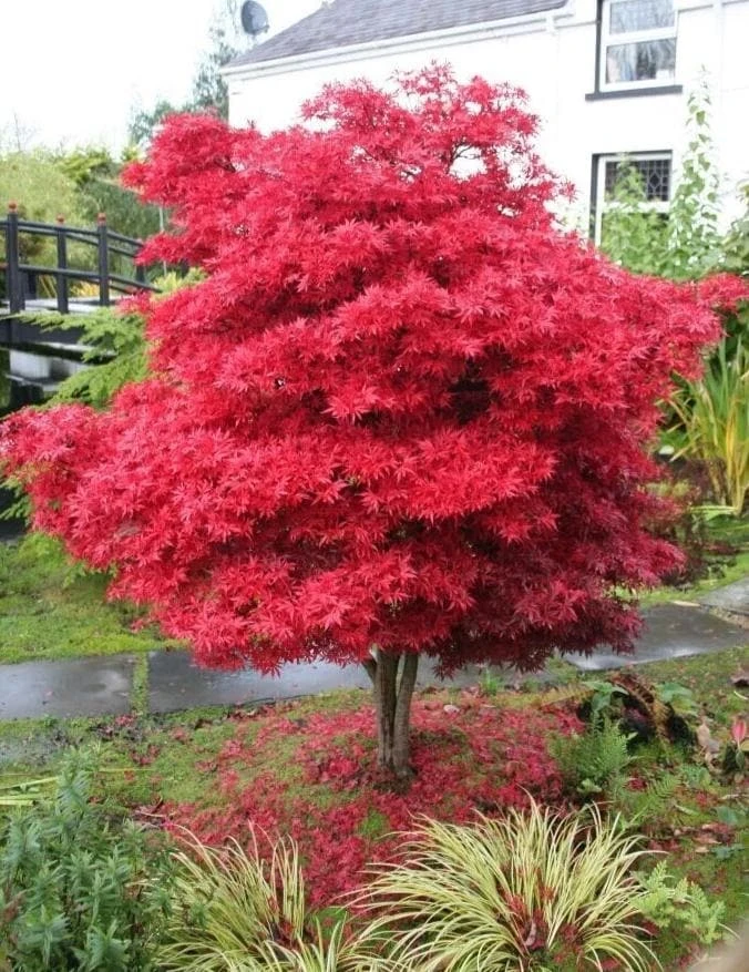 Brandywine Maple Tree Live Plant QT Pot, 10-18" Tall, Brilliant Red Fall Color, Shade Tree - Image 9
