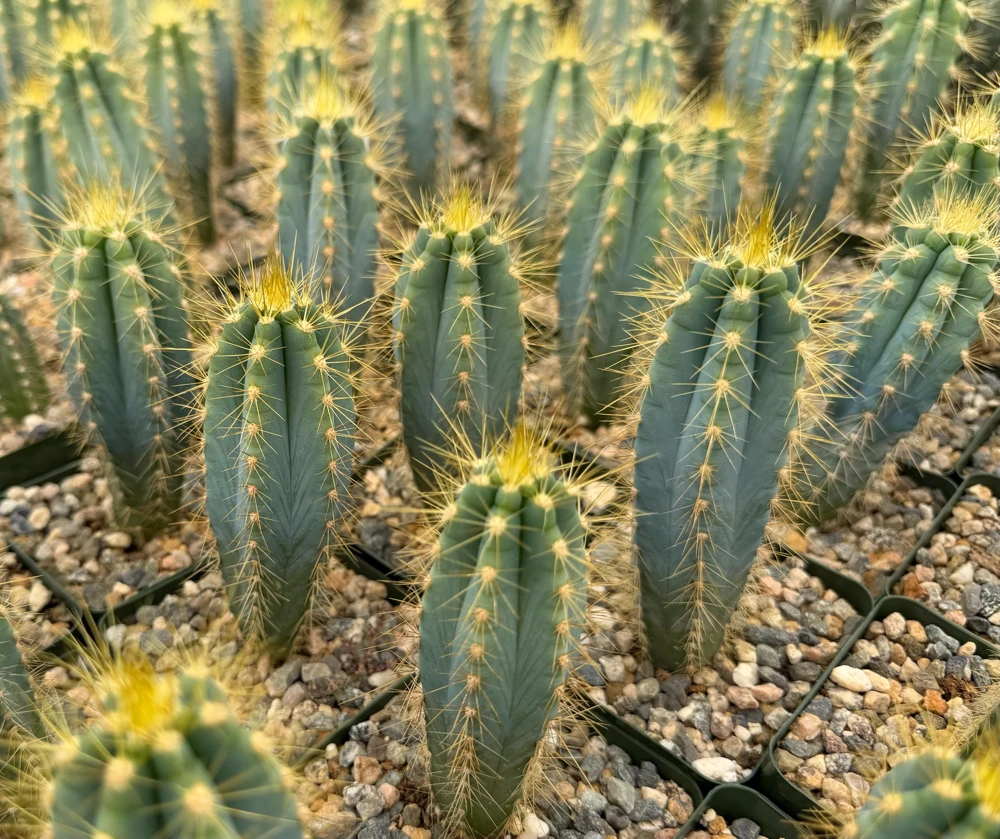 Brazilian Blue Cactus Live Plant – Pilosocereus Azureus – 4 inch Pot – Indoor/Outdoor - Image 1