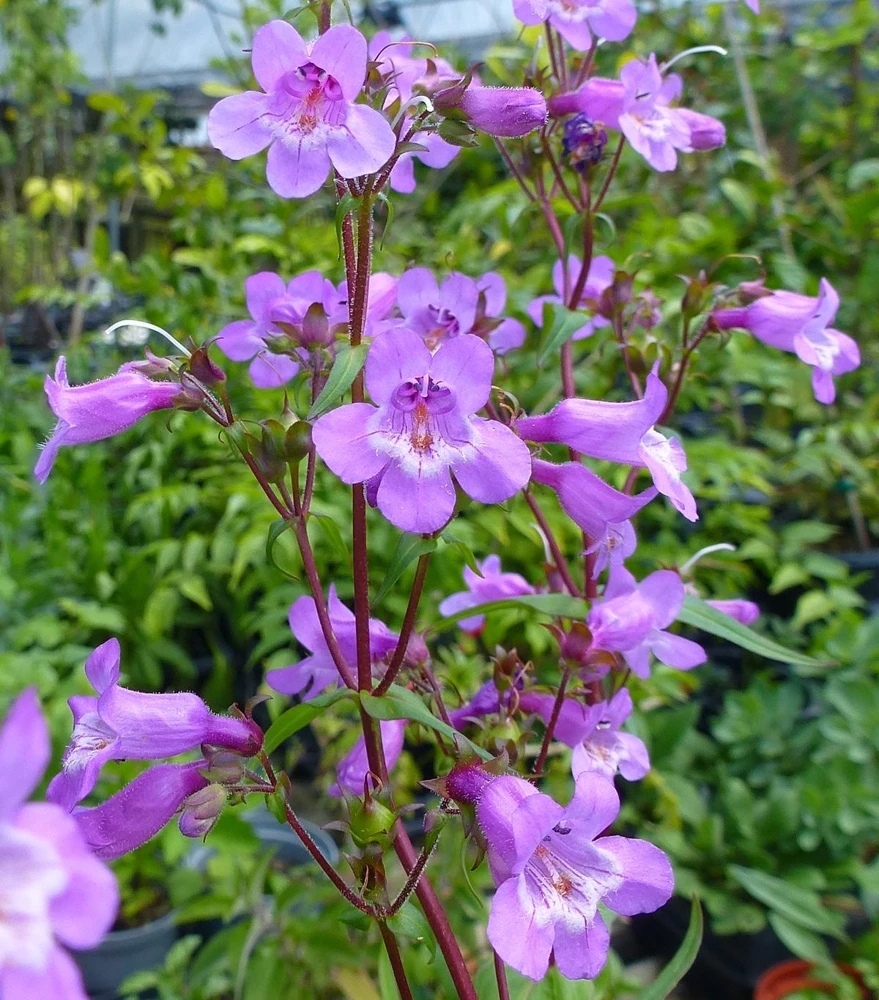 Brazos Penstemon Live Plant - Penstemon tenuis, 1 Gallon Pot, Purple Blooms, Outdoor Perennial - Image 1