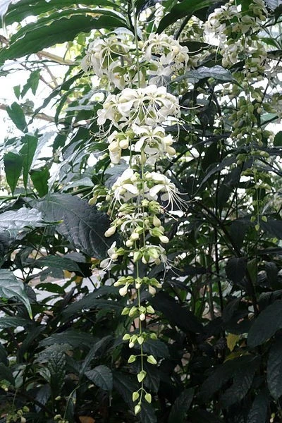 Bridal Veil Clerodendrum Wallichii Live Plant – 1 Gallon Pot – Flowering Shrub - Image 1