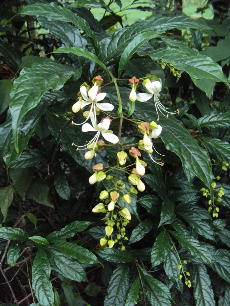 Bridal Veil Clerodendrum wallichii Live Plant - Nodding Nutans Quart Size - Image 2