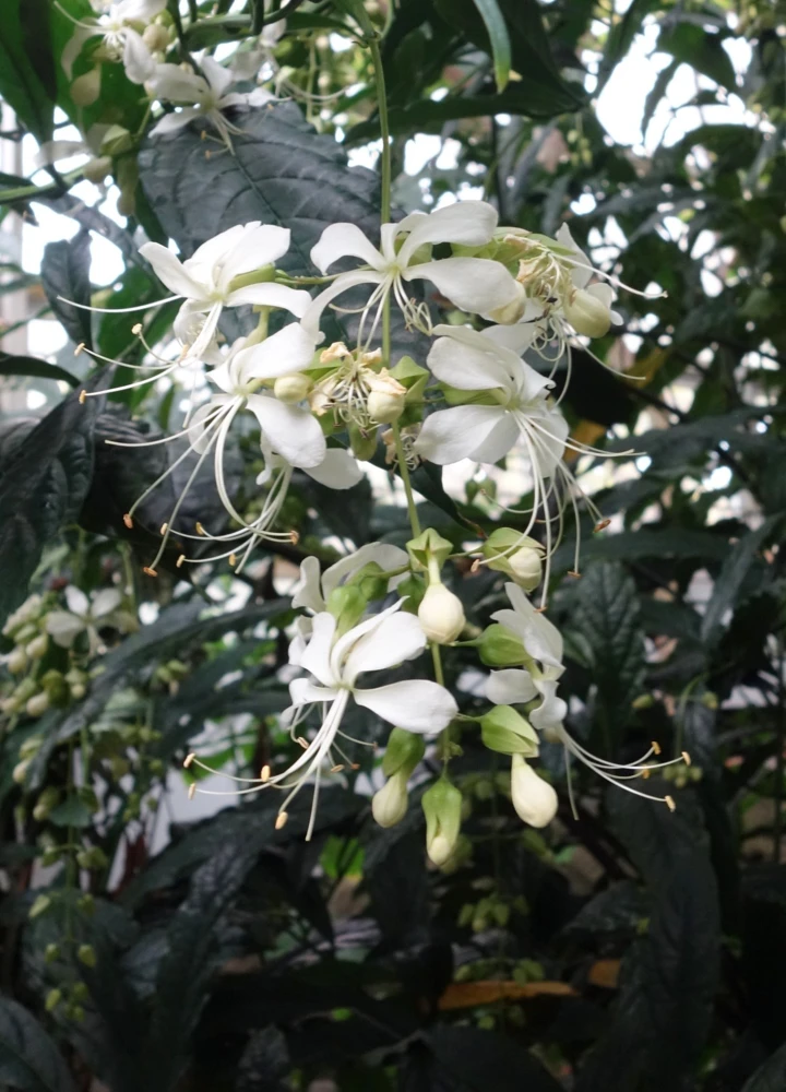 Bridal Veil Clerodendrum wallichii Live Plant - Nodding Nutans Quart Size - Image 3