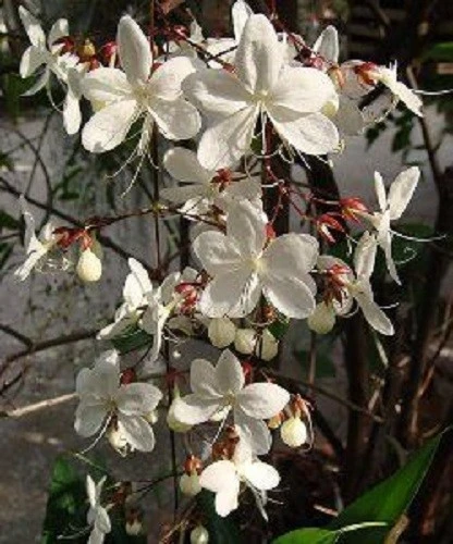 Bridal Veil Clerodendrum wallichii Live Plant - Nodding Nutans Quart Size - Image 4