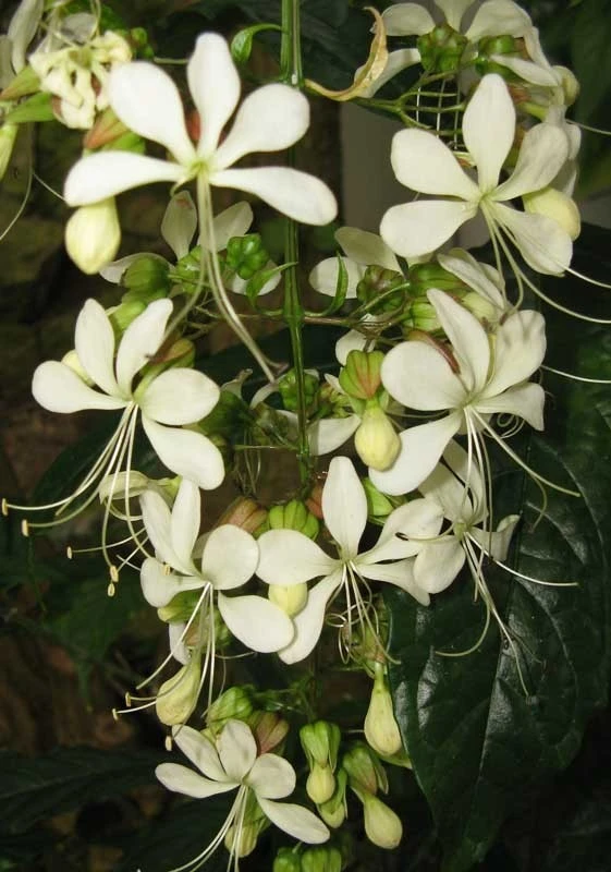 Bridal Veil Clerodendrum wallichii Live Plant - Nodding Nutans Quart Size - Image 5