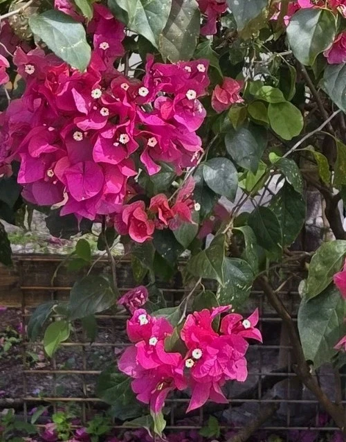 Bright Fuchsia Bougainvillea Live Plant – 7-12" Tall Shrub – Potted – Indoor/Outdoor - Image 2
