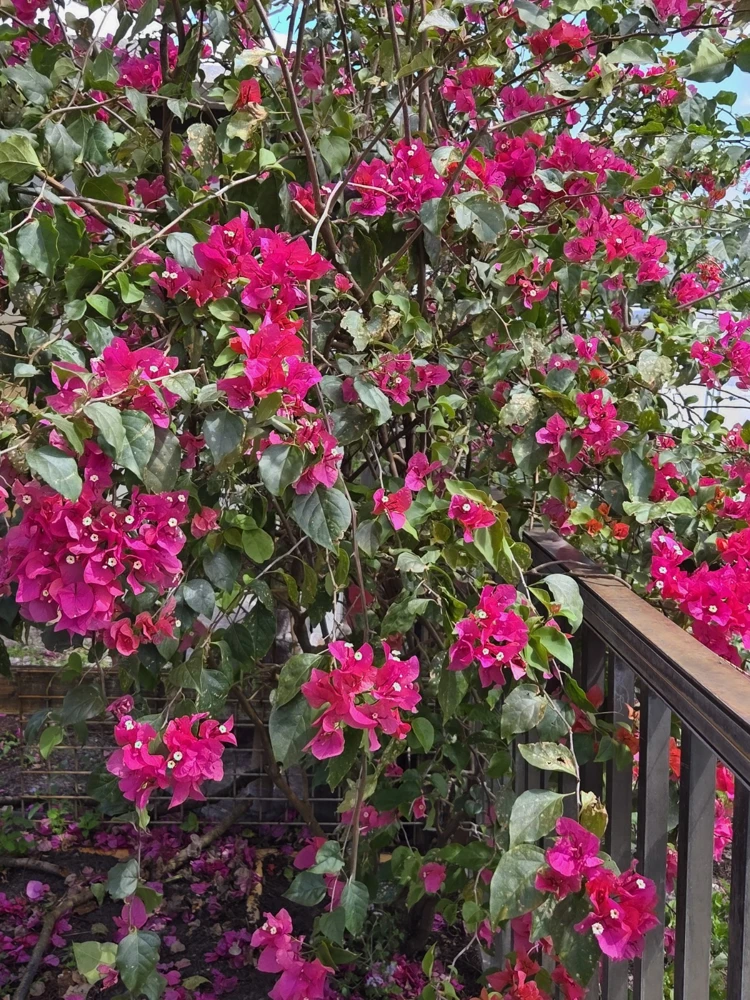 Bright Fuchsia Bougainvillea Live Plant – 7-12" Tall Shrub – Potted – Indoor/Outdoor - Image 1