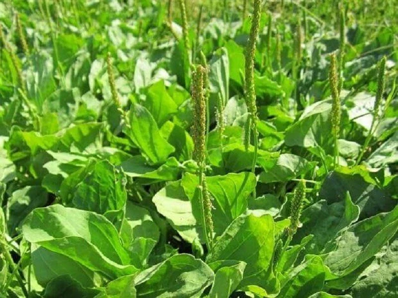 Broadleaf Plantain Bare Root Plants - 3 Pack - Outdoor, Edible, Fast Growing - Image 1