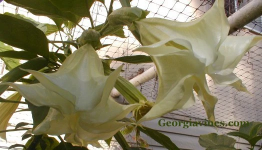 Brugmansia Kyles Giant White Angel Trumpet Seeds - 10 Count - Image 2