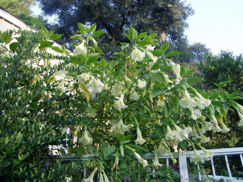 Brugmansia Kyles Giant White Angel Trumpet Seeds - 10 Count - Image 1