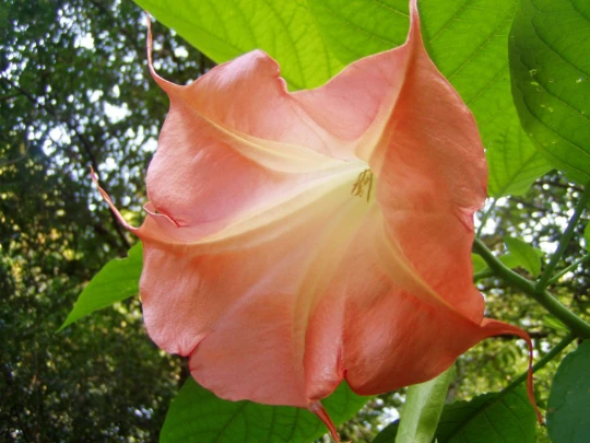 Brugmansia L'Amour Seeds - Angel's Trumpet Flower Seeds - 4 Count - Image 1