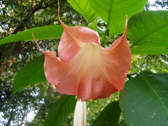 Brugmansia L'Amour Seeds - Angel's Trumpet Flower Seeds - 4 Count - Image 2