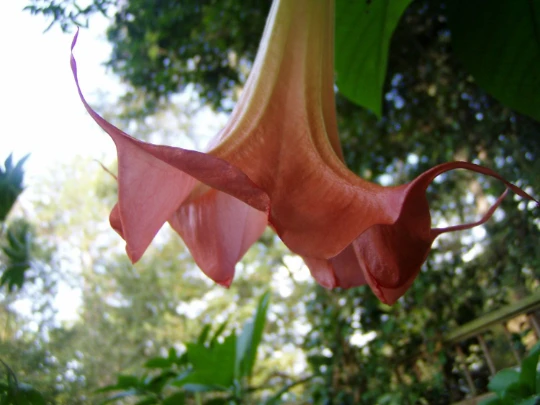 Brugmansia L'Amour Seeds - Angel's Trumpet Flower Seeds - 4 Count - Image 3