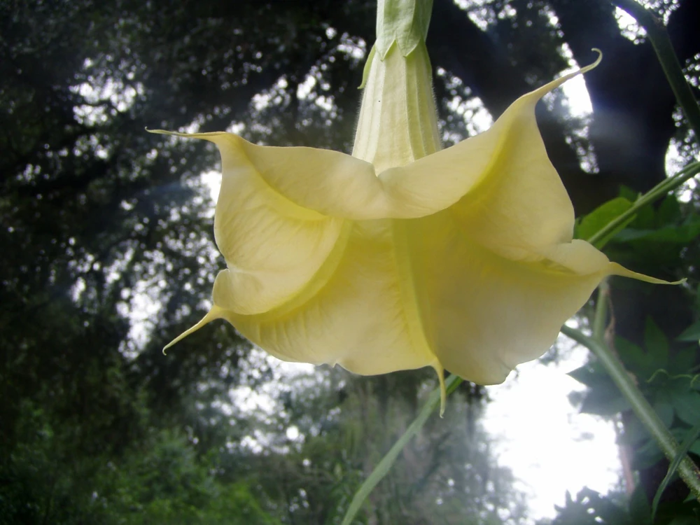 Brugmansia suaveolens Yellow Angel Trumpet Seeds - 10 Count - Image 2