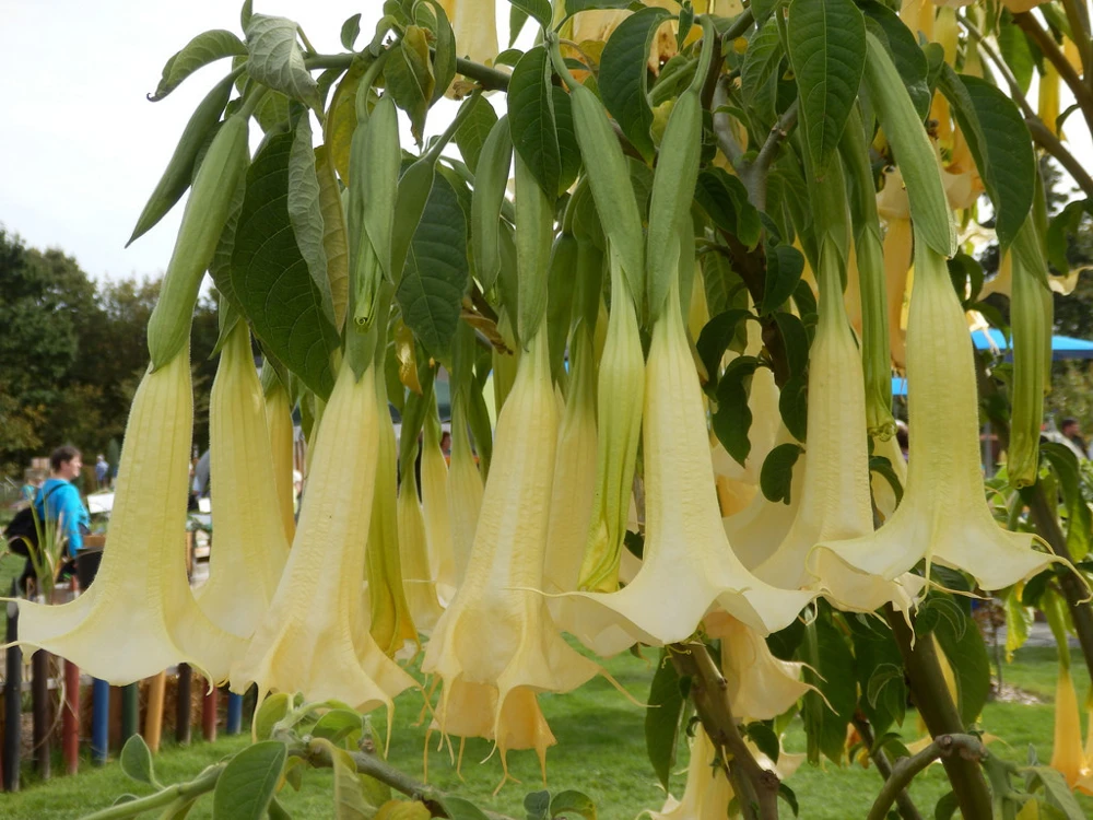 Brugmansia suaveolens Yellow Angel Trumpet Seeds - 10 Count - Image 3