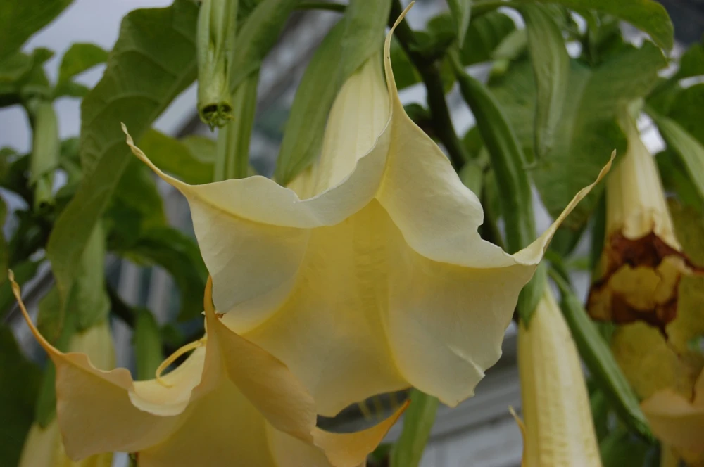 Brugmansia suaveolens Yellow Angel Trumpet Seeds - 10 Count - Image 4